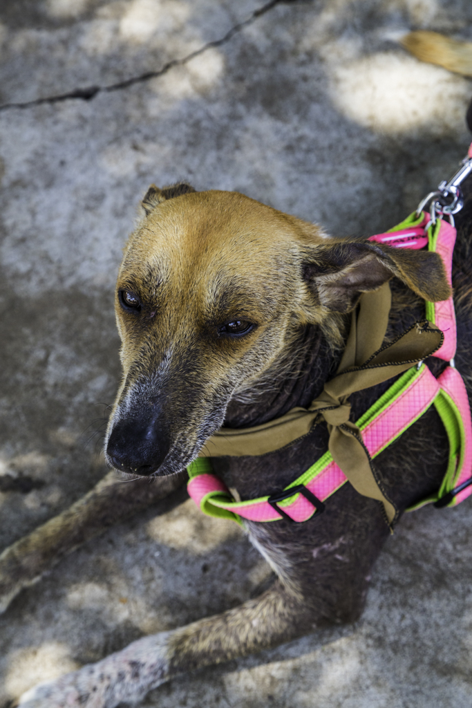 Immortal Guardians MC Kaalgat Hond Fundraiser